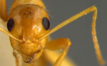 Media type: image;   Entomology 8845 Aspect: head frontal view